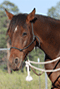 Rope hackamore is designed for riding and groundwork