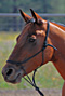 Natural horsemanship rope halter for communication
