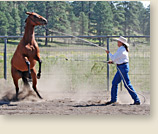 Training problem horses is Karen Scholl's talent